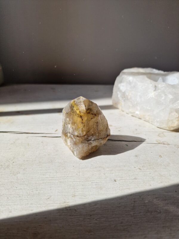 Dendritisk Golden Healer | Cut base - Bild 4