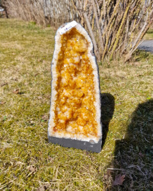 Citringrotta | ca. 7kg